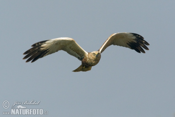 Rohrweihe (Circus aeruginosus)