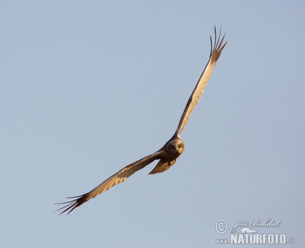 Rohrweihe (Circus aeruginosus)