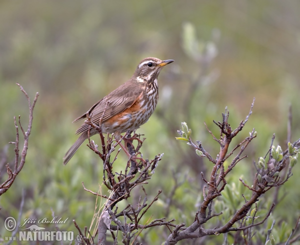 Rotdrossel (Turdus iliacus)