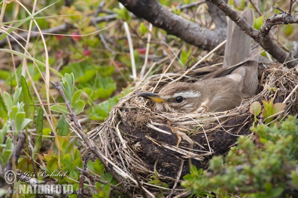 Rotdrossel (Turdus iliacus)