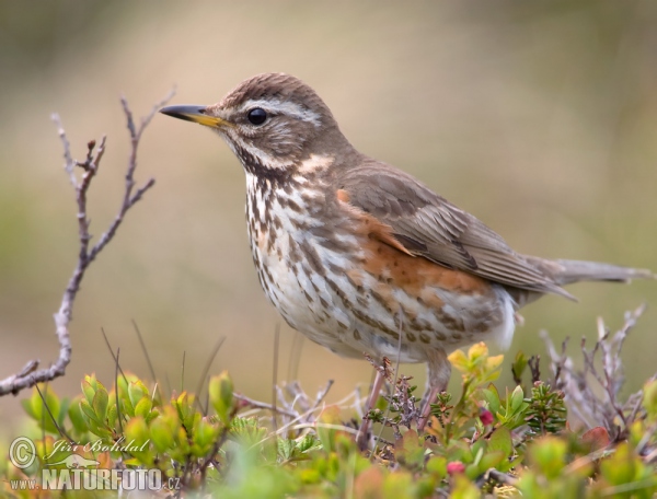 Rotdrossel (Turdus iliacus)