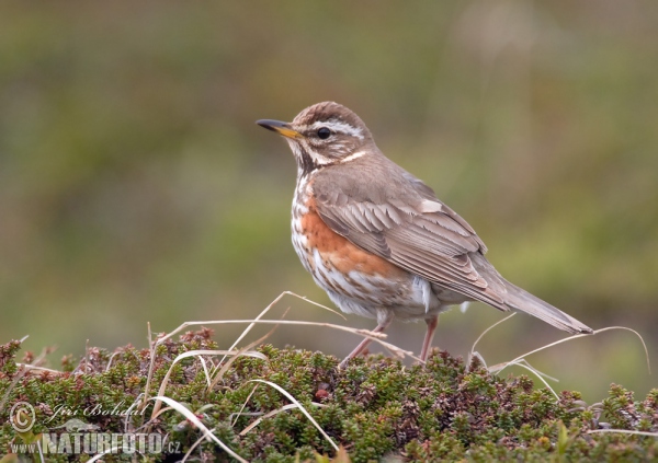 Rotdrossel (Turdus iliacus)