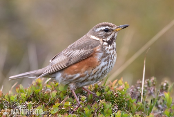 Rotdrossel (Turdus iliacus)