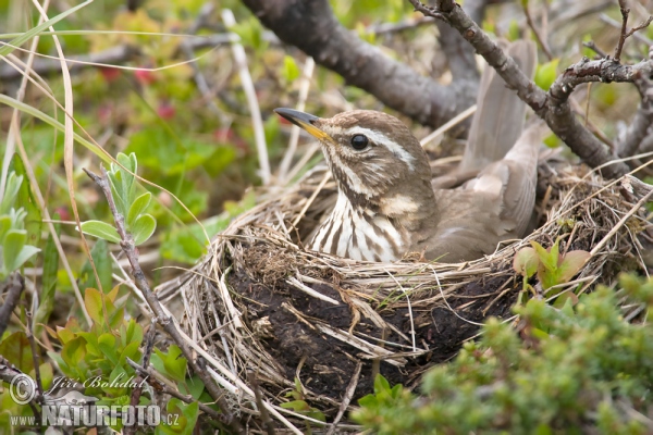 Rotdrossel (Turdus iliacus)