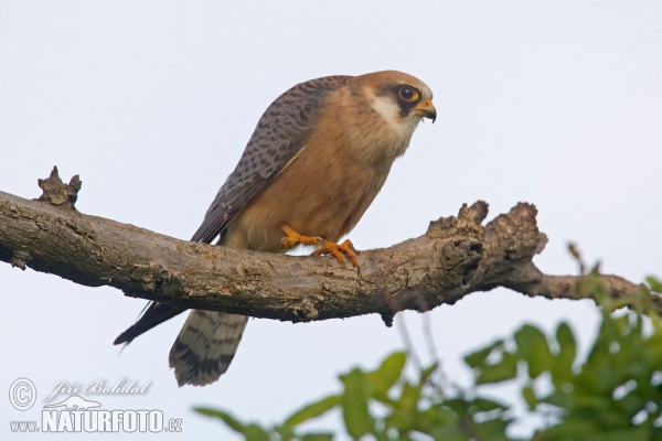 Rotfussfalke (Falco vespertinus)