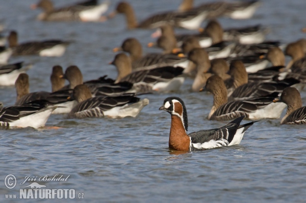 Rothalsgangs (Branta ruficollis)