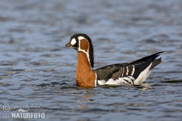 Rothalsgangs (Branta ruficollis)