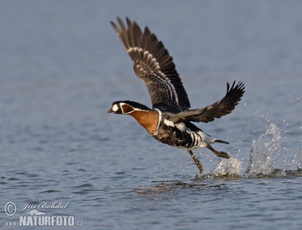 Rothalsgangs (Branta ruficollis)