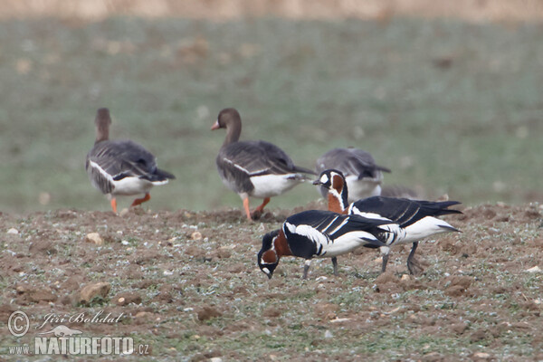 Rothalsgangs (Branta ruficollis)