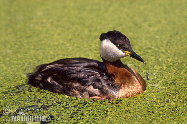 Rothalstaucher (Podiceps grisegena)