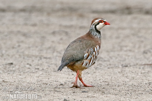 Rothuhn (Alectoris rufa)