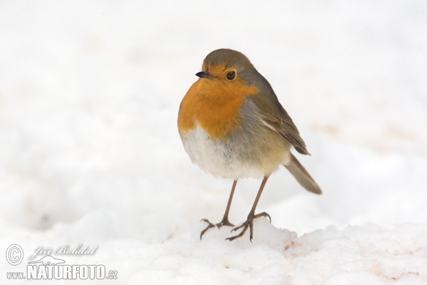 Rotkehlchen (Erithacus rubecula)