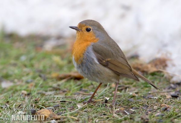 Rotkehlchen (Erithacus rubecula)