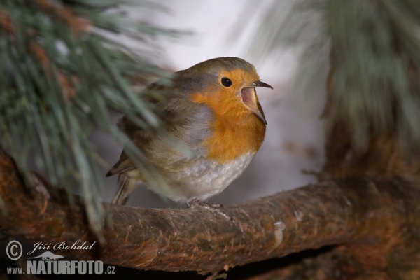 Rotkehlchen (Erithacus rubecula)