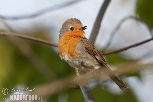 Rotkehlchen (Erithacus rubecula)