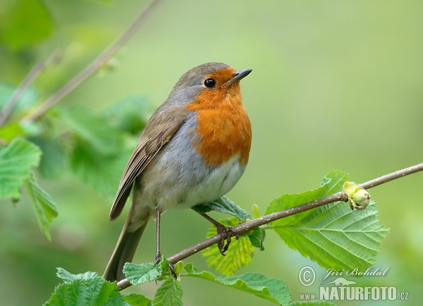 Rotkehlchen (Erithacus rubecula)