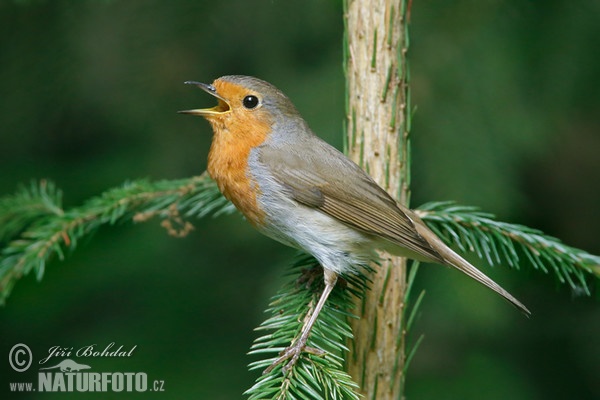 Rotkehlchen (Erithacus rubecula)