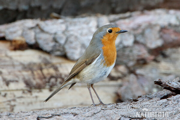 Rotkehlchen (Erithacus rubecula)