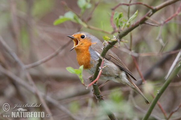 Rotkehlchen (Erithacus rubecula)