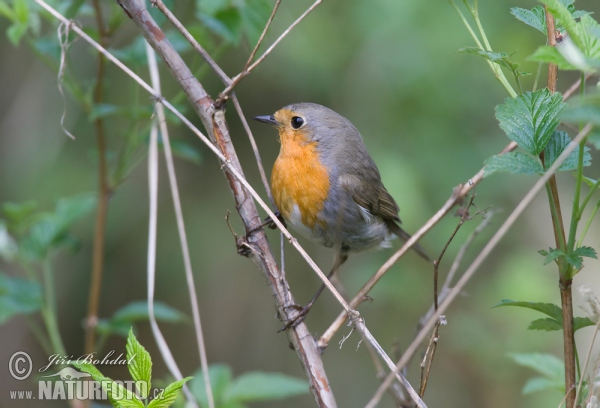 Rotkehlchen (Erithacus rubecula)