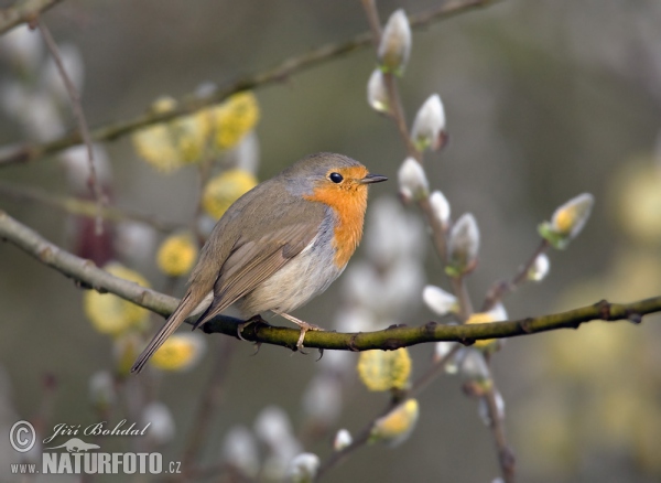 Rotkehlchen (Erithacus rubecula)