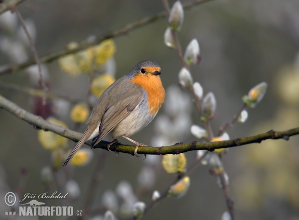 Rotkehlchen (Erithacus rubecula)