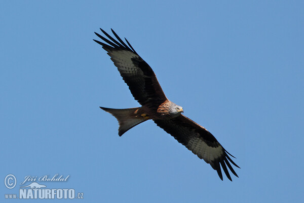 Rotmilan (Milvus milvus)