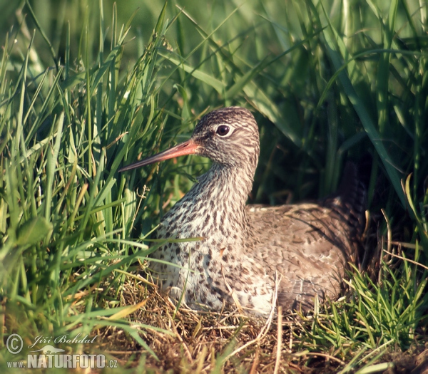 Rotschenkel (Tringa totanus)