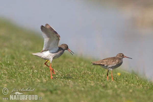 Rotschenkel (Tringa totanus)