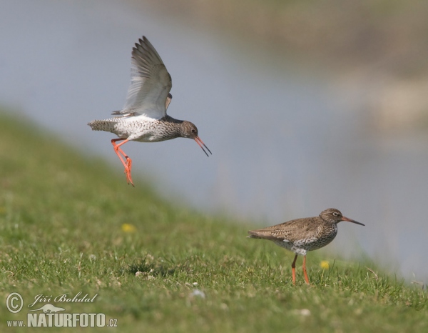 Rotschenkel (Tringa totanus)