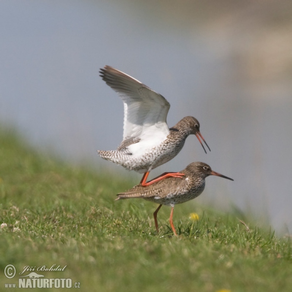 Rotschenkel (Tringa totanus)