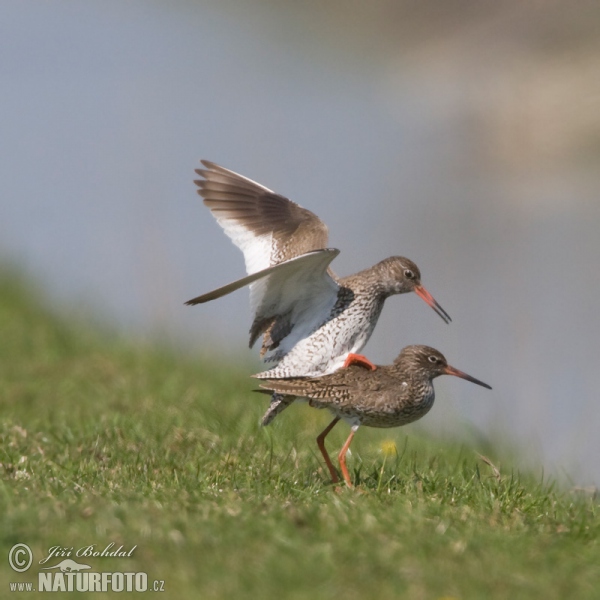 Rotschenkel (Tringa totanus)