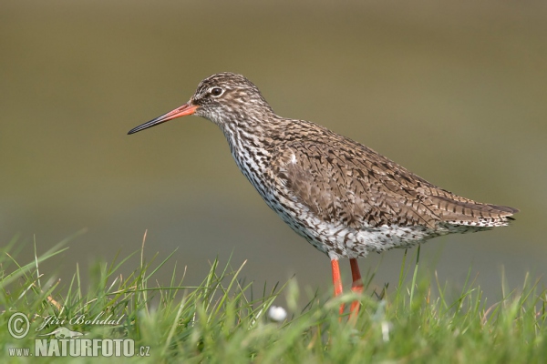 Rotschenkel (Tringa totanus)