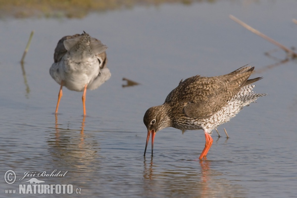 Rotschenkel (Tringa totanus)