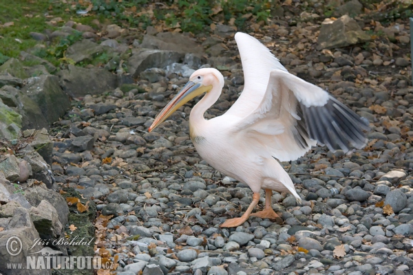 Roze pelikaan (Pelecanus onocrotalus)