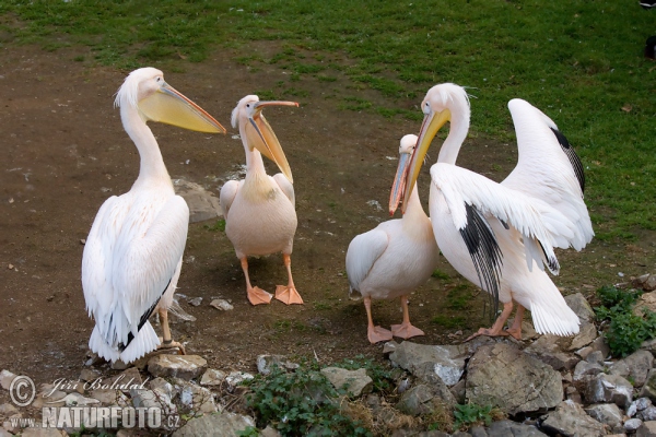 Roze pelikaan (Pelecanus onocrotalus)