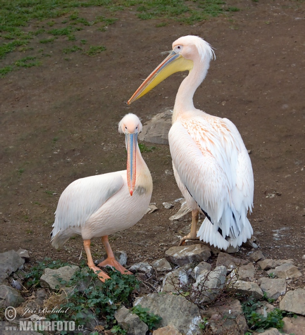 Roze pelikaan (Pelecanus onocrotalus)