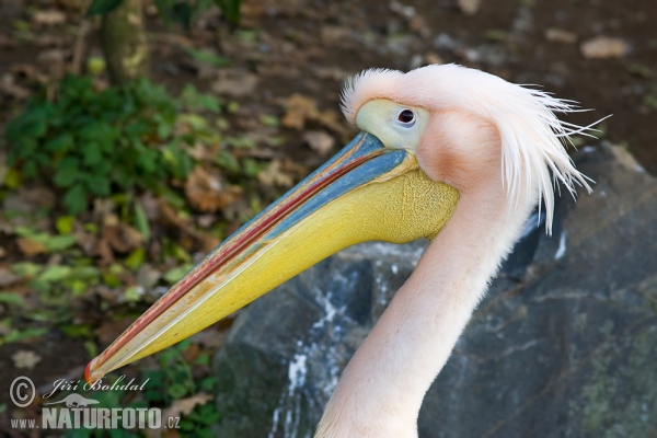 Roze pelikaan (Pelecanus onocrotalus)