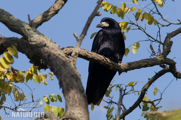 Saatkrähe (Corvus frugilegus)