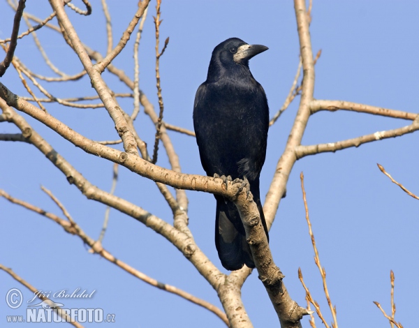 Saatkrähe (Corvus frugilegus)