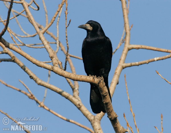 Saatkrähe (Corvus frugilegus)