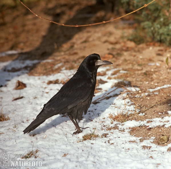 Saatkrähe (Corvus frugilegus)