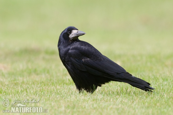 Saatkrähe (Corvus frugilegus)