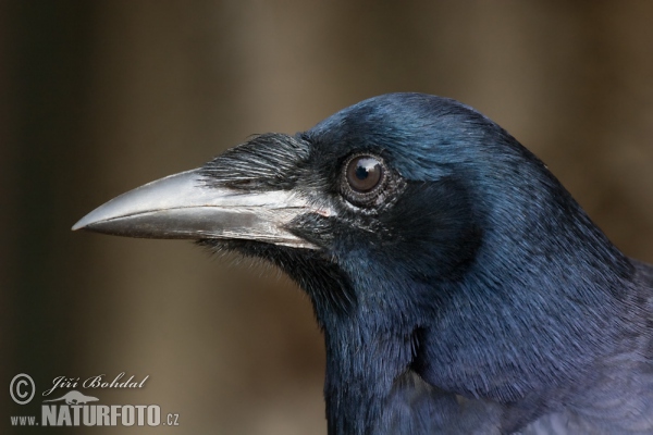 Saatkrähe (Corvus frugilegus)