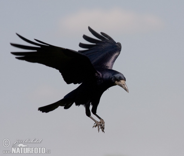 Saatkrähe (Corvus frugilegus)