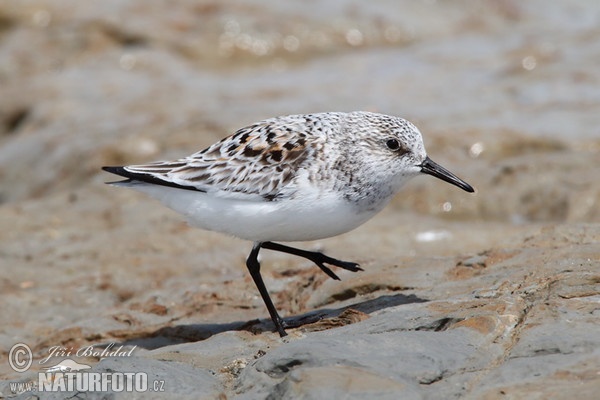 Sanderling (Calidris alba)