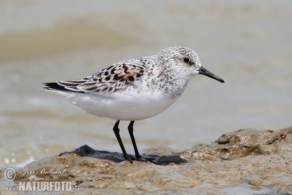 Sanderling (Calidris alba)