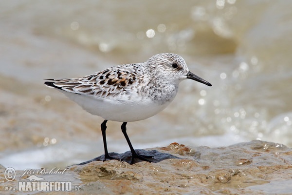 Sanderling (Calidris alba)