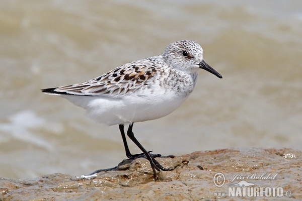 Sanderling (Calidris alba)