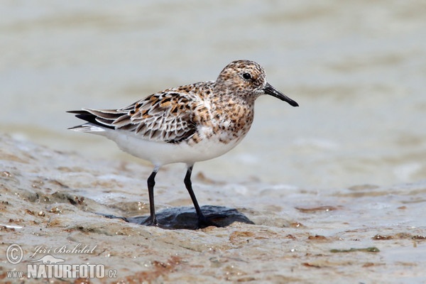 Sanderling (Calidris alba)